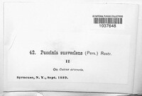Puccinia suaveolens image
